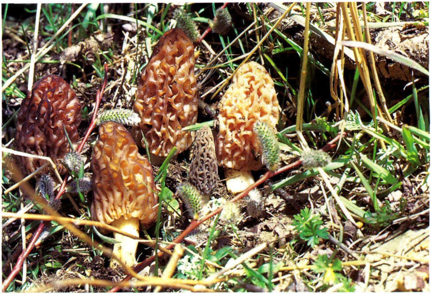 Morchella conica Pers.